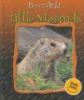 Little_marmots