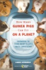 How_many_guinea_pigs_can_fit_on_a_plane_