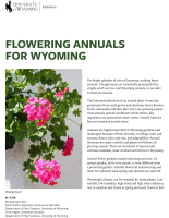 Flowering_annuals_for_Wyoming