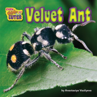 Velvet_ant