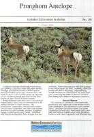 Pronghorn_antelope