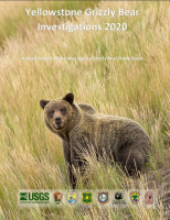 Yellowstone_grizzly_bear_investigations