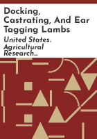 Docking__castrating__and_ear_tagging_lambs