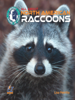 All_About_North_American_Raccoons