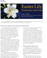 Easter_lily