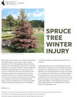 Spruce_tree_winter_injury